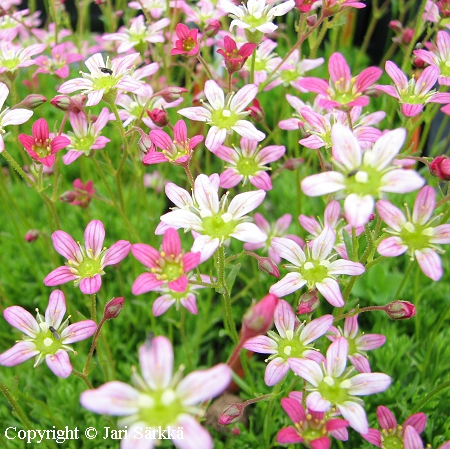 Saxifraga ×elegantissima, rikko